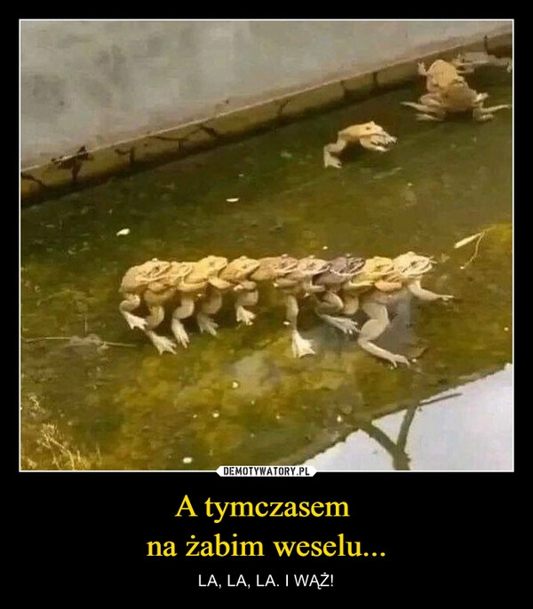 
    A tymczasem 
na żabim weselu...