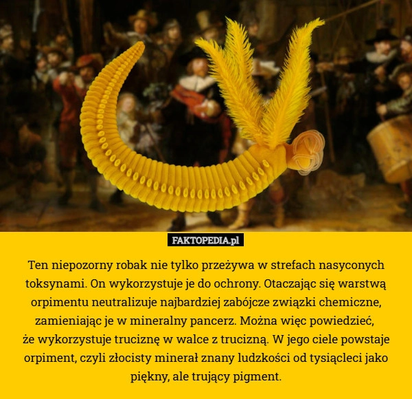 
    Ten niepozorny robak nie tylko przeżywa w strefach nasyconych toksynami.