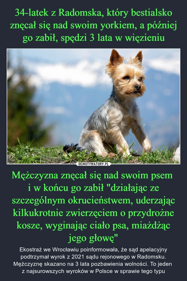 
    34-latek z Radomska, który bestialsko znęcał się nad swoim yorkiem, a później go zabił, spędzi 3 lata w więzieniu Mężczyzna znęcał się nad swoim psem 
i w końcu go zabił "działając ze szczególnym okrucieństwem, uderzając kilkukrotnie zwierzęciem o przydrożne kosze, wyginając ciało psa, miażdżąc jego głowę"