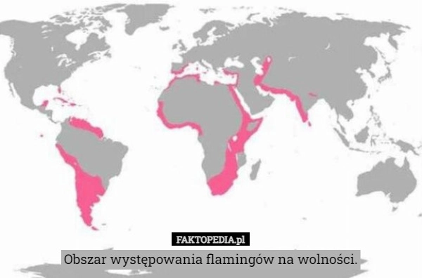 
    Obszar występowania flamingów na wolności.