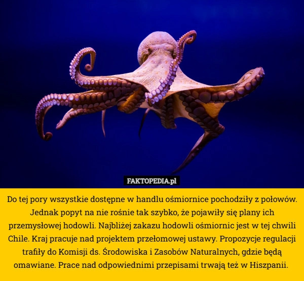 
    Do tej pory wszystkie dostępne w handlu ośmiornice pochodziły z połowów.