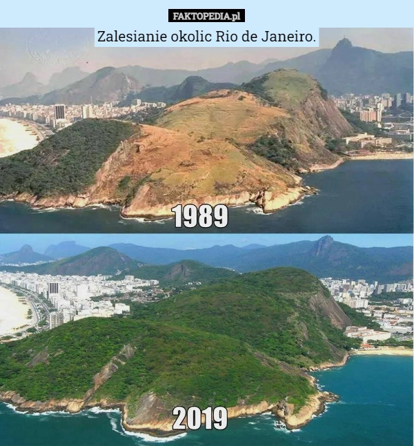 
    Zalesianie okolic Rio de Janeiro.