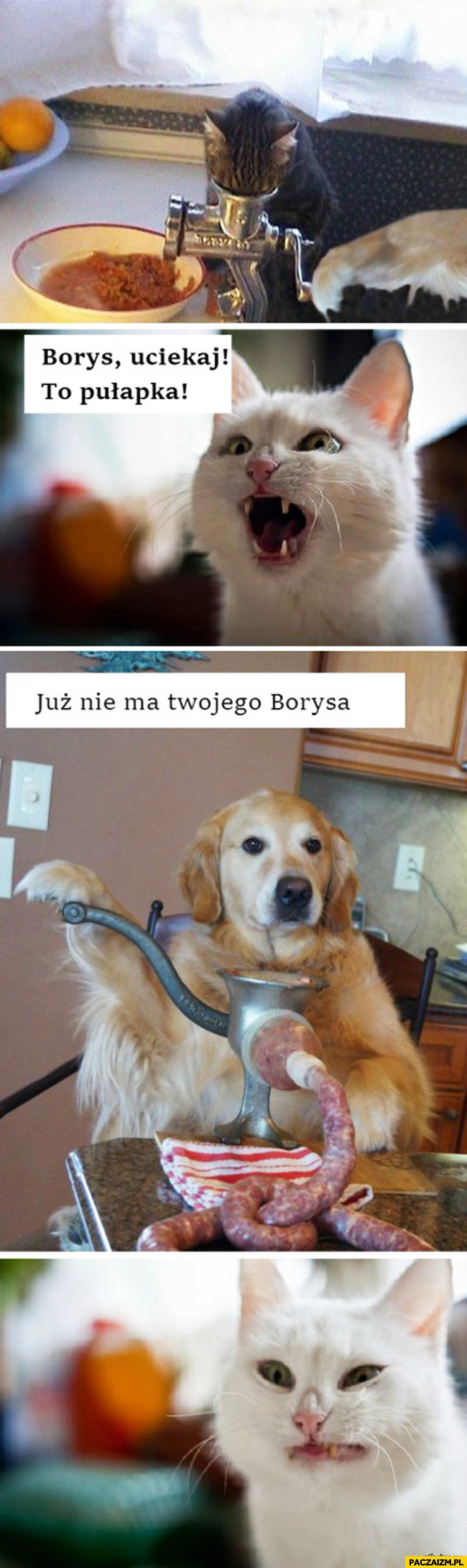 
    Borys uciekaj to pułapka już nie ma twojego Borysa kot pies