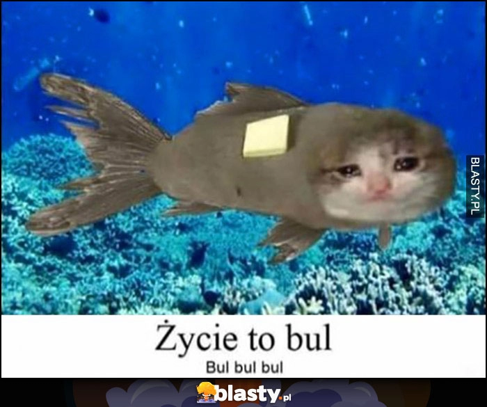 
    Życie to bul - bul bul bul kot ryba przeróbka