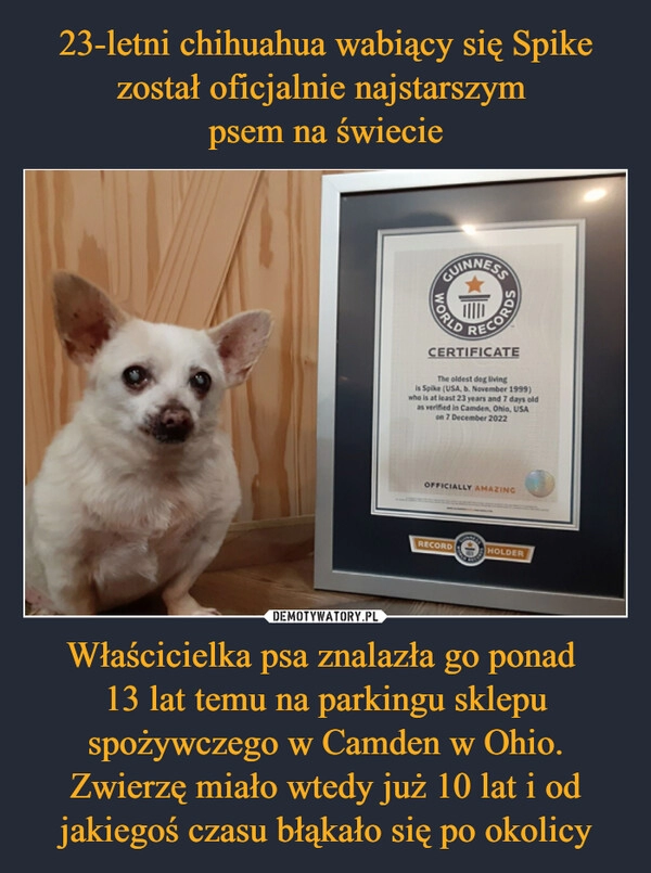 
    23-letni chihuahua wabiący się Spike został oficjalnie najstarszym
psem na świecie Właścicielka psa znalazła go ponad
13 lat temu na parkingu sklepu spożywczego w Camden w Ohio. Zwierzę miało wtedy już 10 lat i od jakiegoś czasu błąkało się po okolicy 