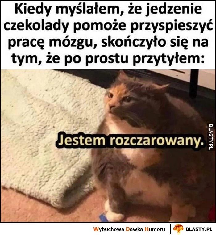 
    Kot kiedy myślałem, że jedzenie czekolady pomoże przyśpieszyć pracę mózgu, a skończyło się na tym, że po prostu przytyłem, jestem rozczarowany