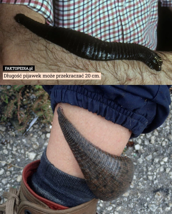 
    Długość pijawek może przekraczać 20 cm.
