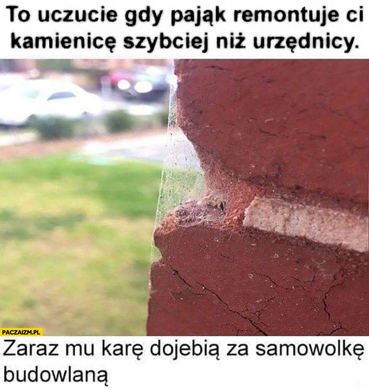 
    To uczucie gdy pająk remontuje Ci kamienicę szybciej niż urzędnicy zaraz mu karę dowalą za samowolkę budowlaną