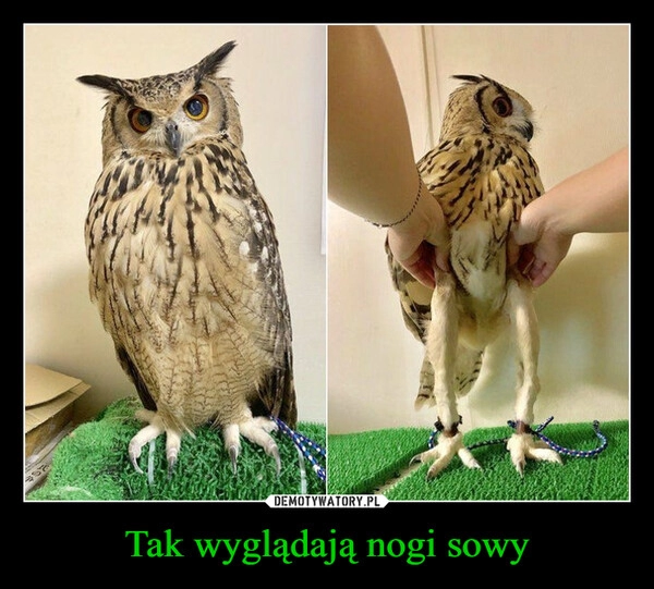 
    Tak wyglądają nogi sowy