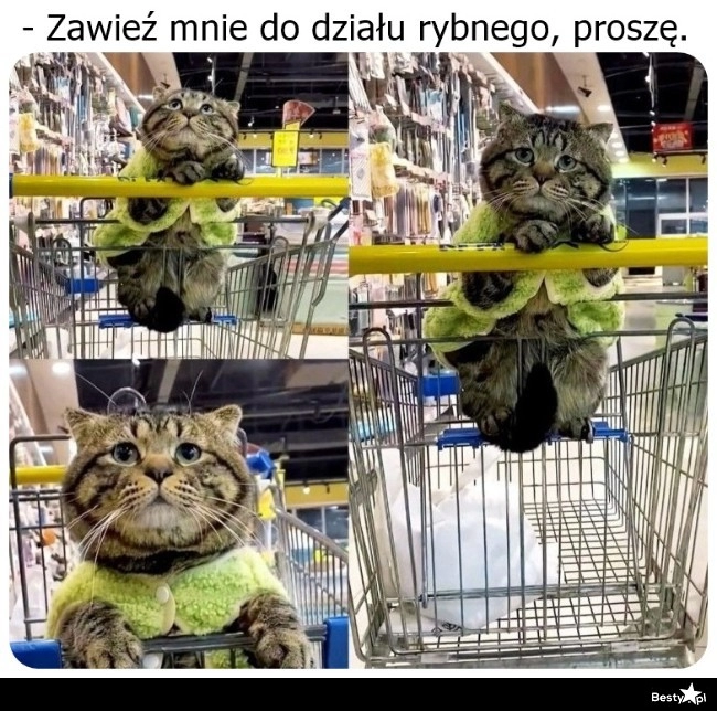 
    Kierunek: Dział rybny 