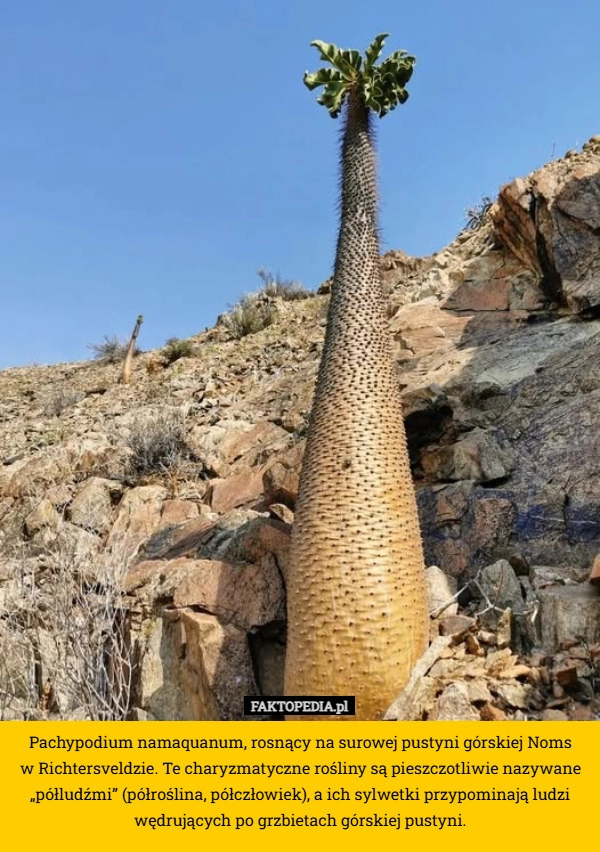 
    Pachypodium namaquanum, rosnący na surowej pustyni górskiej Noms
 w Richtersveldzie.