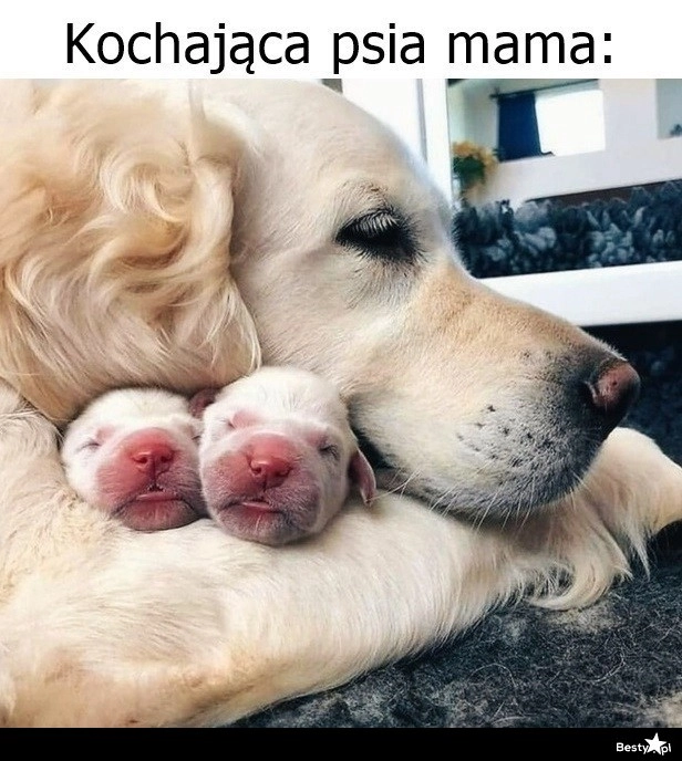 
    Kochająca psia mama 