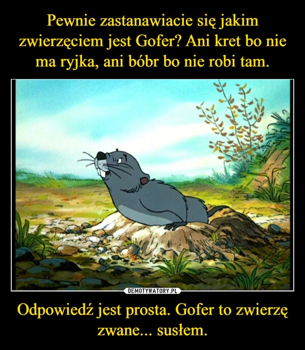 
    Pewnie zastanawiacie się jakim zwierzęciem jest Gofer? Ani kret bo nie ma ryjka, ani bóbr bo nie robi tam. Odpowiedź jest prosta. Gofer to zwierzę zwane... susłem.