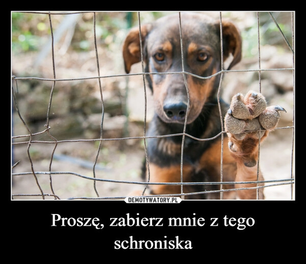 
    Proszę, zabierz mnie z tego schroniska