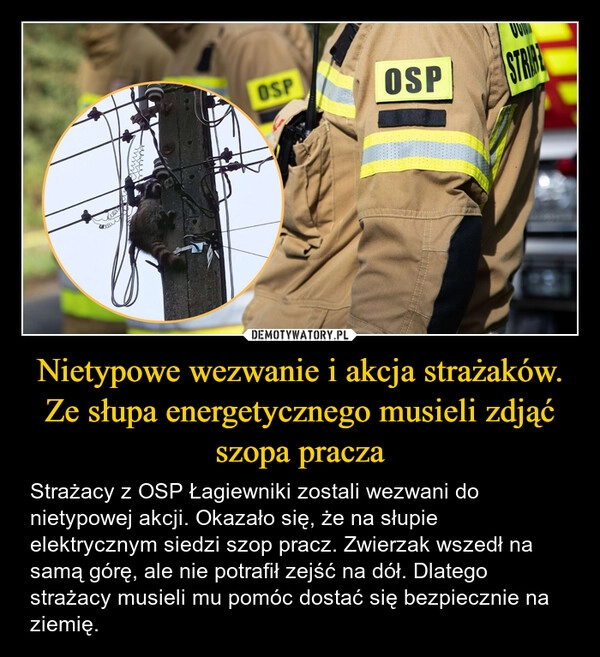 
    Nietypowe wezwanie i akcja strażaków. Ze słupa energetycznego musieli zdjąć szopa pracza