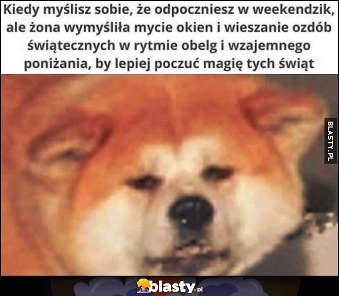 
    Kiedy myślisz sobie, że odpoczniesz w weekend, ale żona wymyśliła mycie okien i wieszanie ozdób świątecznych w rytmie obelg i wzajemnego poniżania, by lepiej poczuć magię świąt zmęczony pies