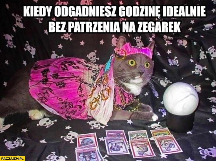 
    Kot wróżbita kiedy odgadniesz godzinę idealnie bez patrzenia na zegarek
