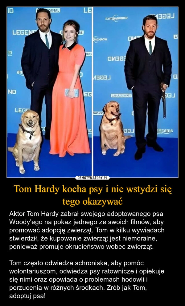 
    Tom Hardy kocha psy i nie wstydzi się tego okazywać