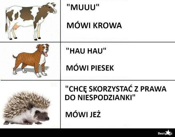 
    Co mówi jeż 