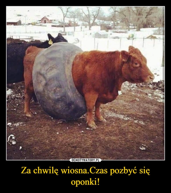 
    Za chwilę wiosna.Czas pozbyć się oponki!