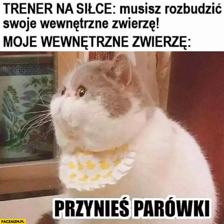 
    Trener na siłce: musisz rozbudzić swoje wewnętrzne zwierzę, moje wewnętrzne zwierzę: kot przynieś parówki