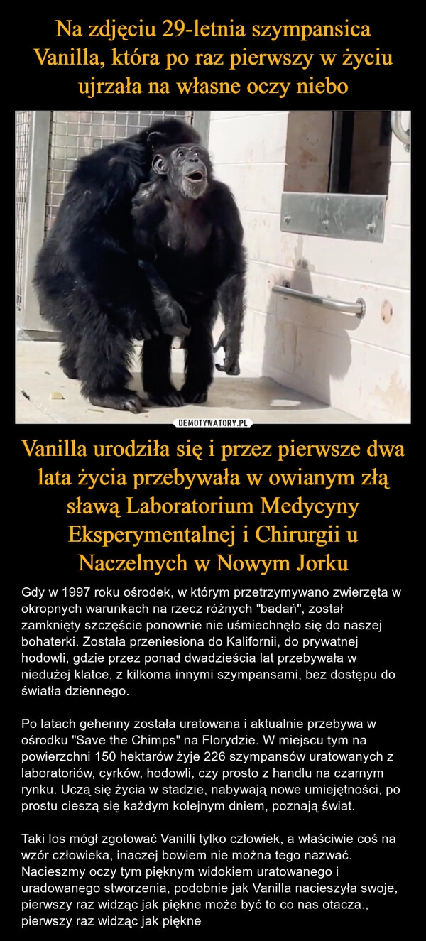 
    Na zdjęciu 29-letnia szympansica Vanilla, która po raz pierwszy w życiu ujrzała na własne oczy niebo Vanilla urodziła się i przez pierwsze dwa lata życia przebywała w owianym złą sławą Laboratorium Medycyny Eksperymentalnej i Chirurgii u Naczelnych w Nowym Jorku