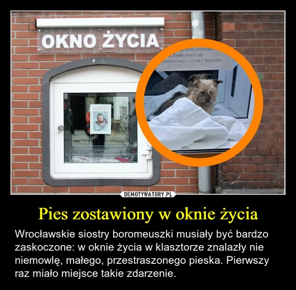 
    Pies zostawiony w oknie życia