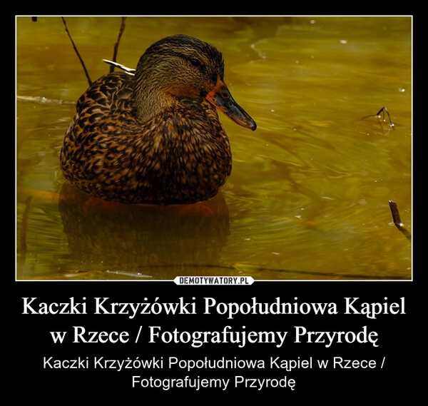 
    Kaczki Krzyżówki Popołudniowa Kąpiel w Rzece / Fotografujemy Przyrodę