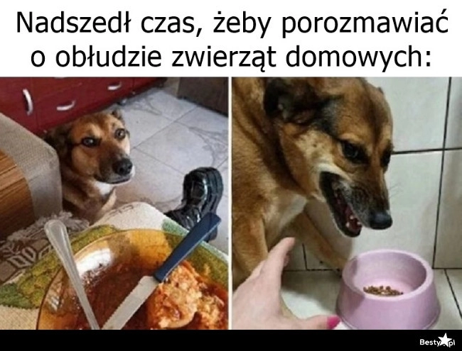 
    Obłuda zwierząt domowych 