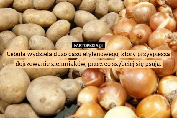 
    Cebula wydziela dużo gazu etylenowego, który przyspiesza dojrzewanie ziemniaków,