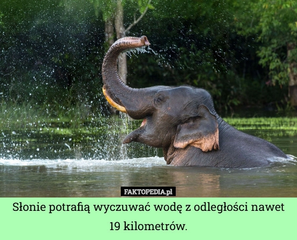 
    Słonie potrafią wyczuwać wodę z odległości nawet 19 kilometrów.