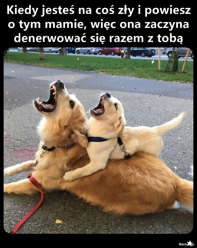 
    Udzieliło się 