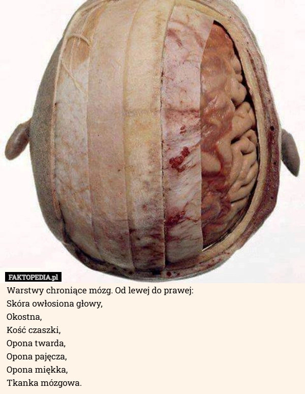 
    Warstwy chroniące mózg. Od lewej do prawej:
Skóra owłosiona głowy,
Okostna,