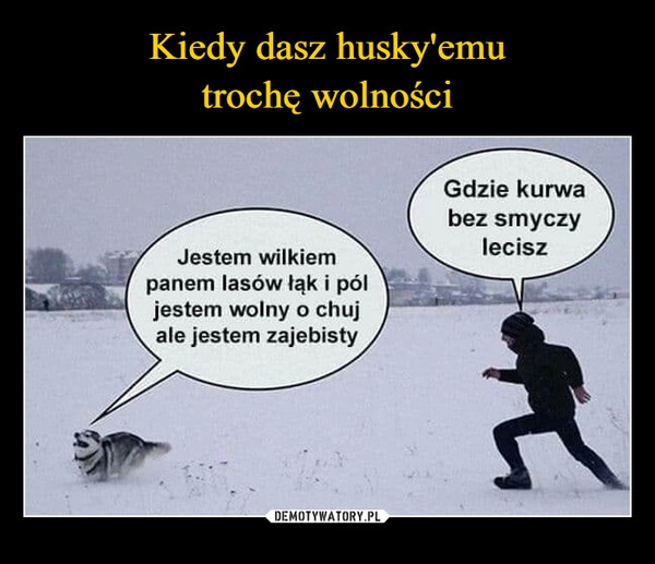 
    Kiedy dasz husky'emu
trochę wolności