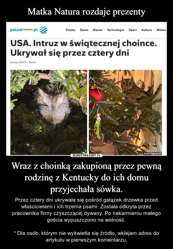 
    Matka Natura rozdaje prezenty Wraz z choinką zakupioną przez pewną rodzinę z Kentucky do ich domu przyjechała sówka.