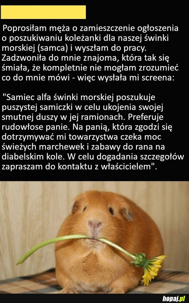 
    Samiec alfa poszukuje samiczki