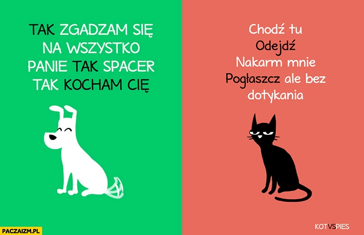 
    Pies: tak zgadzam się na wszystko panie, tak spacer tak kocham Cię. Kot: chodź tu, odejdź, nakarm, pogłaszcz, ale bez dotykania. Kot vs pies