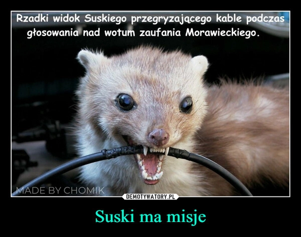 
    Suski ma misje