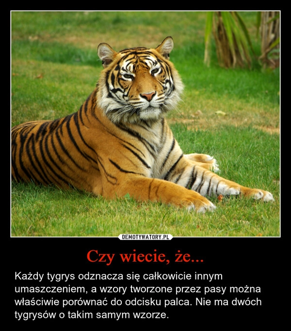 
    Czy wiecie, że...