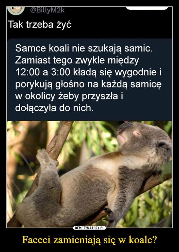 
    Faceci zamieniają się w koale?