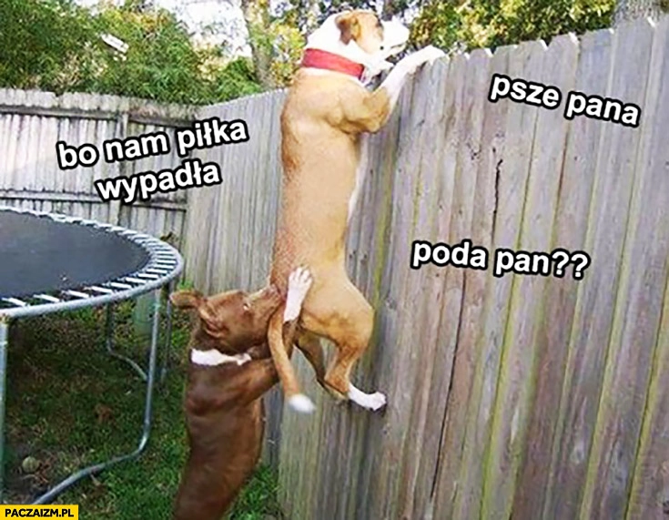 
    Psze pana piłka nam wpadła poda pan psy zaglądają przez płot
