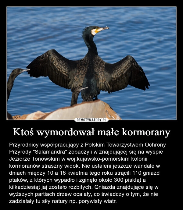 
    Ktoś wymordował małe kormorany