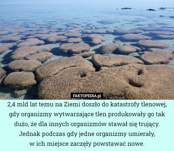 
    2,4 mld lat temu na Ziemi doszło do katastrofy tlenowej, gdy organizmy wytwarzające