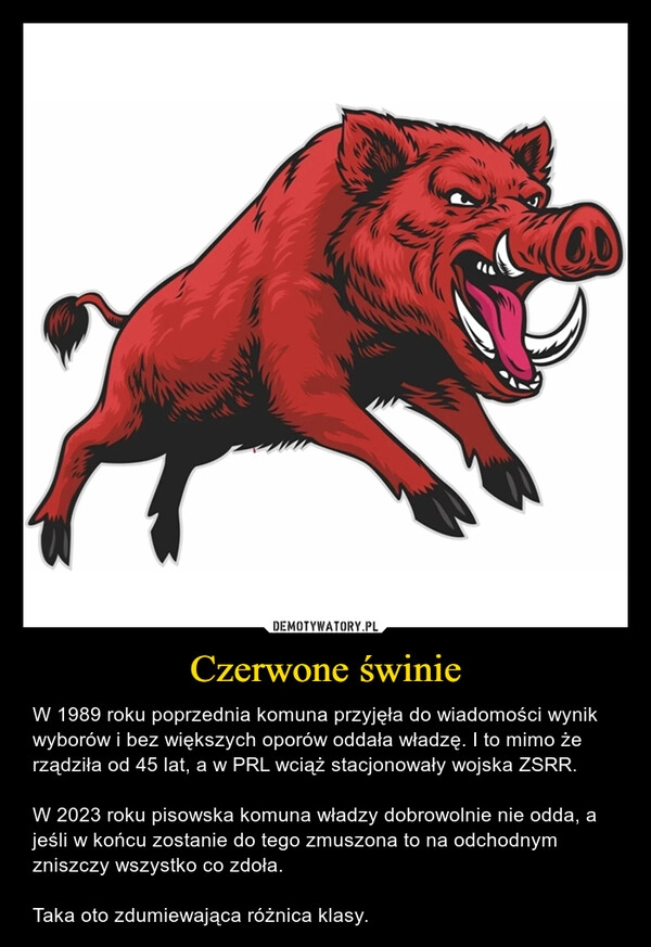 
    Czerwone świnie