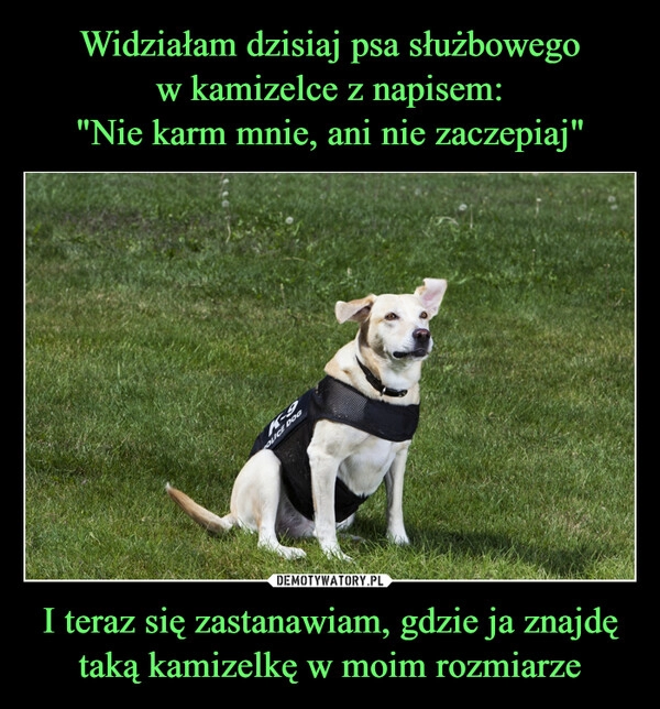 
    Widziałam dzisiaj psa służbowego
w kamizelce z napisem:
"Nie karm mnie, ani nie zaczepiaj" I teraz się zastanawiam, gdzie ja znajdę taką kamizelkę w moim rozmiarze