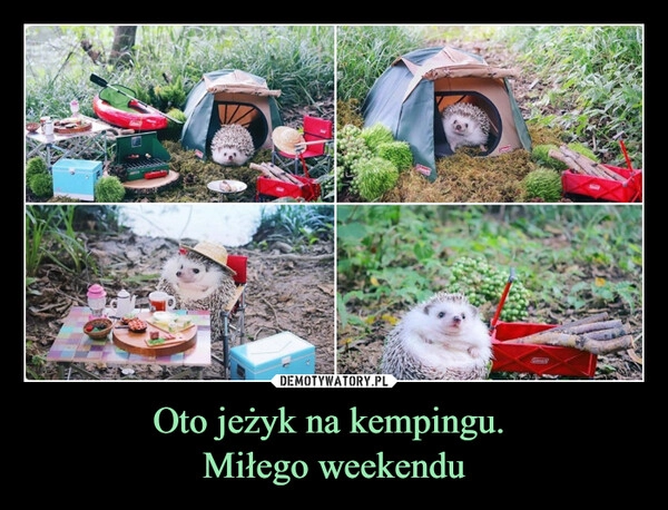 
    Oto jeżyk na kempingu. 
Miłego weekendu