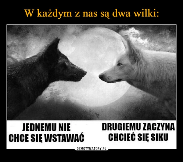 
    W każdym z nas są dwa wilki: