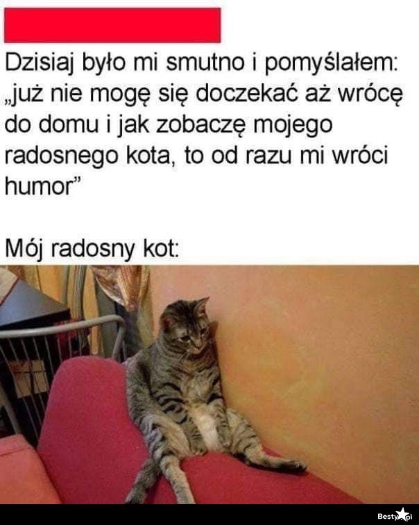 
    Radosny kot w domu 