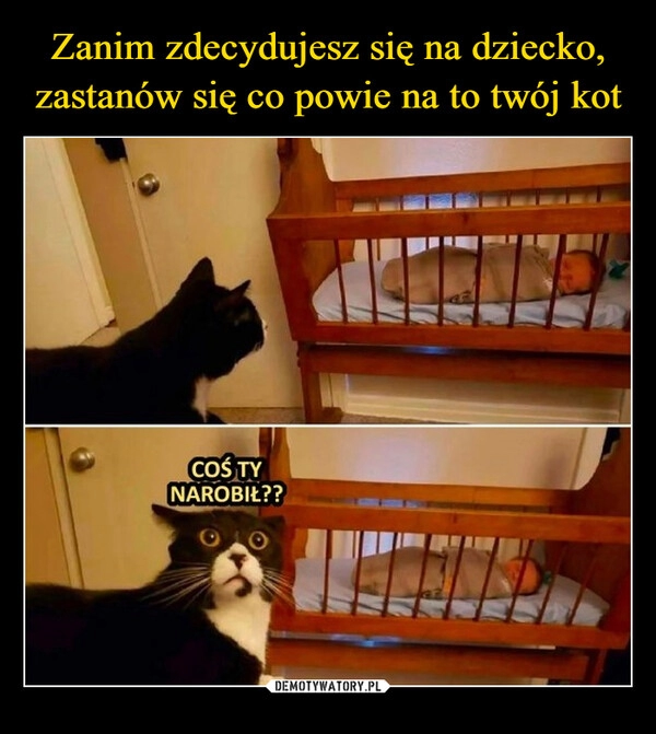 
    Zanim zdecydujesz się na dziecko, zastanów się co powie na to twój kot