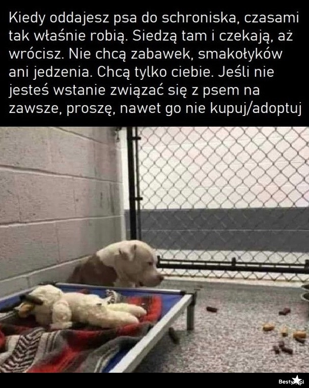 
    Zwierzę to odpowiedzialmność! 